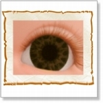 7501 - Eyes :  HQ Acryl Eyes Chocolate Brown 